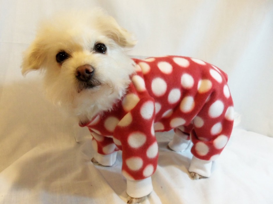 Dog in pajamas