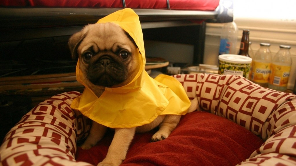 Dog in raincoat