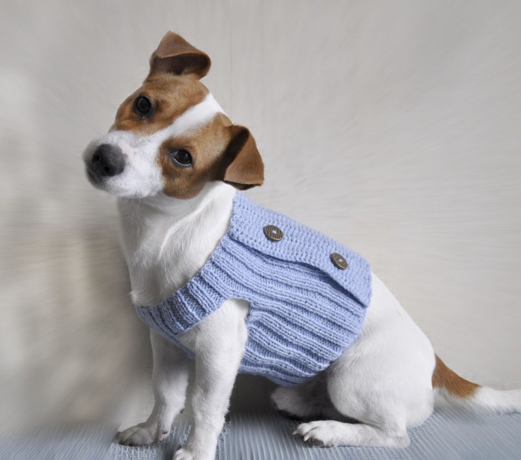 Dog in sweater