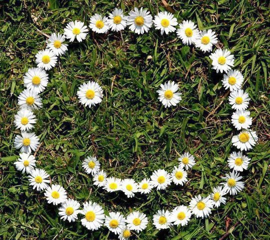 a.baa-Flower-smile